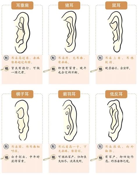 耳型 面相|從耳朵看面相｜5點耳朵形狀及特徵，一窺性格與運